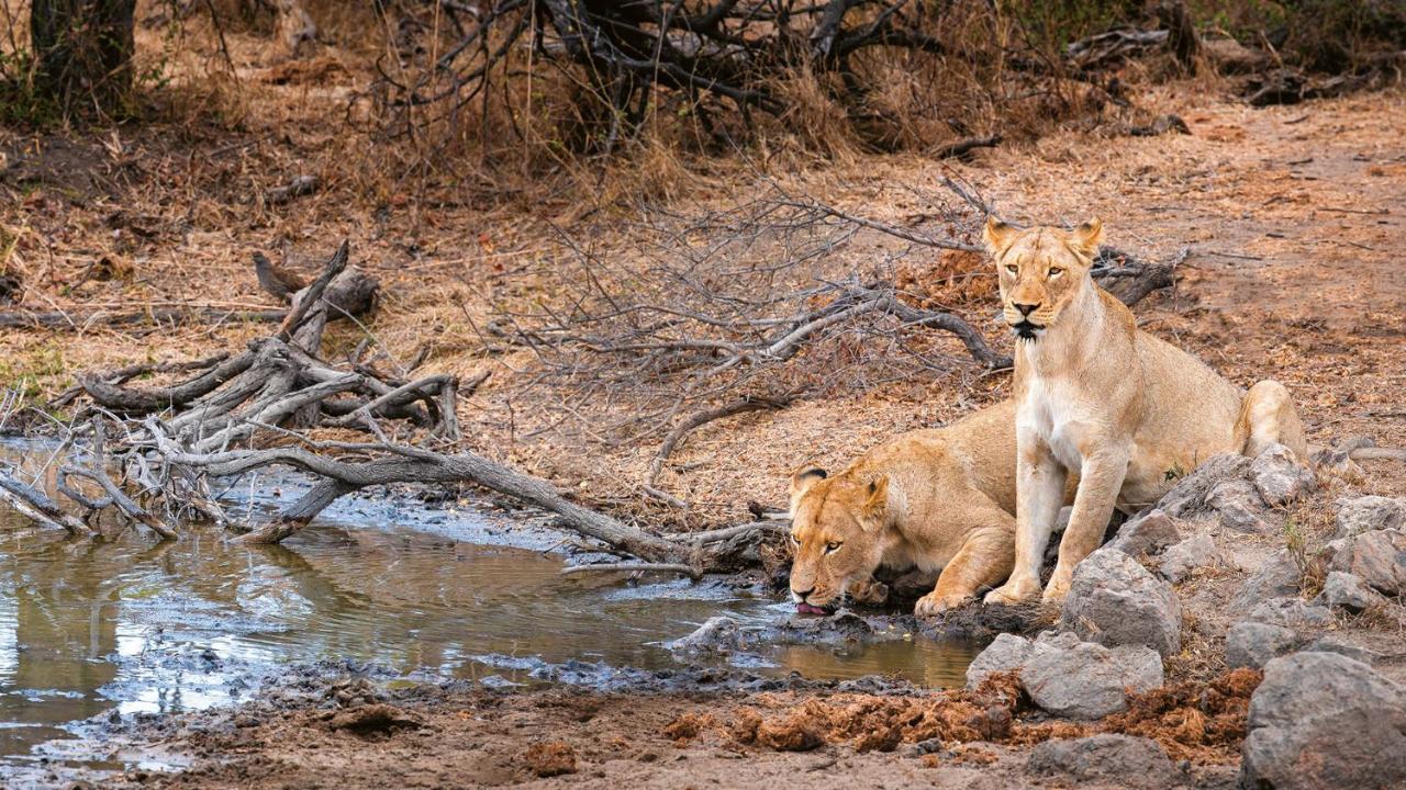 Geiger'S Camp In Timbavati Game Reserve By Newmark Vila Exterior foto