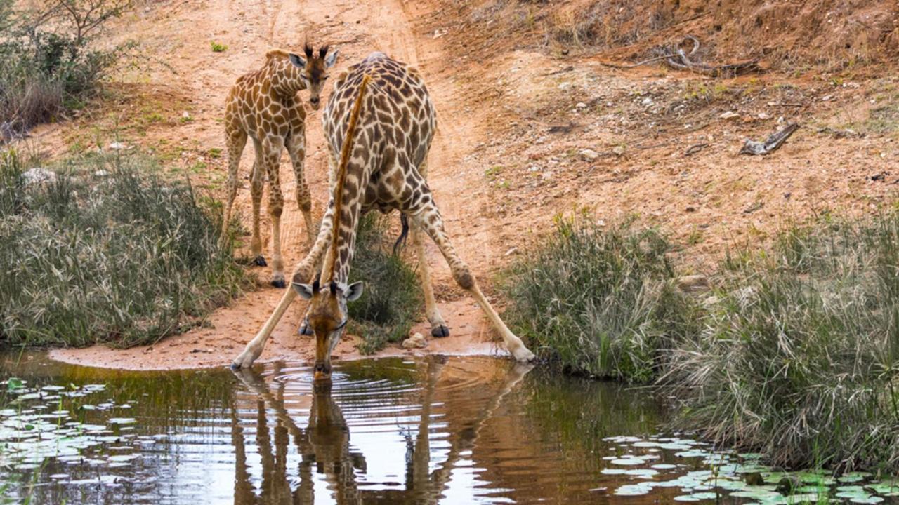 Geiger'S Camp In Timbavati Game Reserve By Newmark Vila Exterior foto