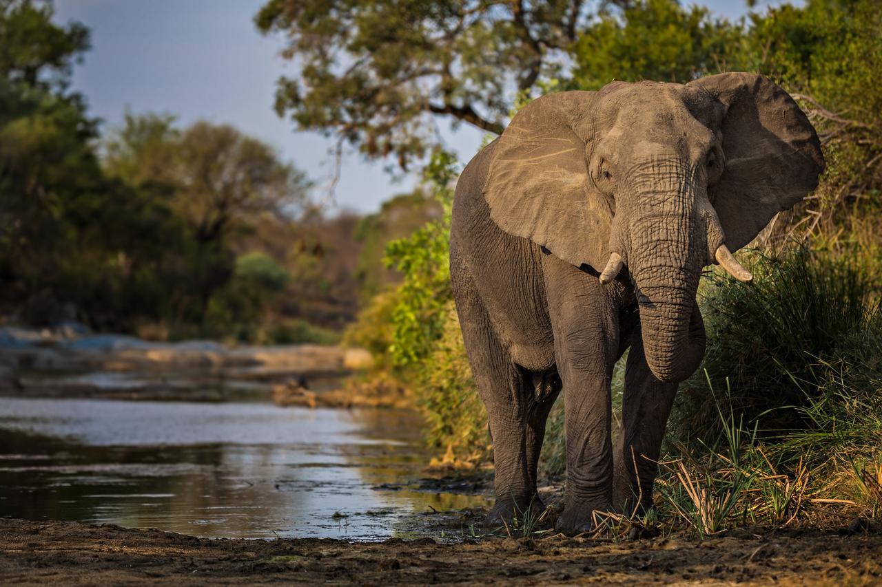 Geiger'S Camp In Timbavati Game Reserve By Newmark Vila Exterior foto